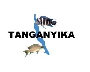 Lake Tanganyika Cichlids